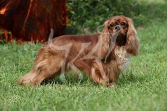 Spaniel - Cavalier King Charles