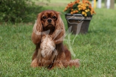 Spaniel - Cavalier King Charles