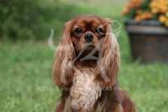 Spaniel - Cavalier King Charles