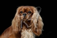 Spaniel - Cavalier King Charles