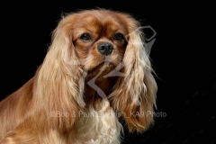 Spaniel - Cavalier King Charles
