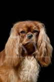 Spaniel - Cavalier King Charles