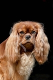 Spaniel - Cavalier King Charles