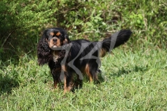 Spaniel - Cavalier King Charles