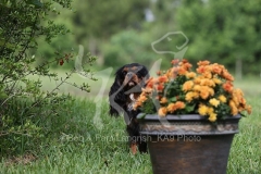 Spaniel - Cavalier King Charles