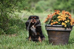 Spaniel - Cavalier King Charles