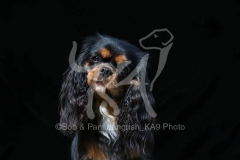 Spaniel - Cavalier King Charles