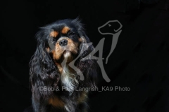 Spaniel - Cavalier King Charles