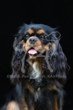 Spaniel - Cavalier King Charles