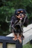 Spaniel - Cavalier King Charles