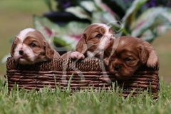 Spaniel - Cavalier King Charles