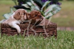 Spaniel - Cavalier King Charles
