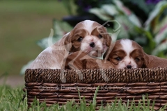 Spaniel - Cavalier King Charles