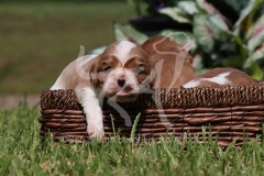 Spaniel - Cavalier King Charles