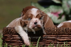 Spaniel - Cavalier King Charles