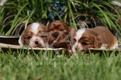 Spaniel - Cavalier King Charles