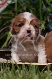 Spaniel - Cavalier King Charles