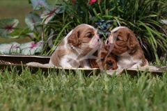 Spaniel - Cavalier King Charles