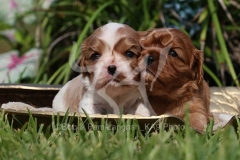 Spaniel - Cavalier King Charles