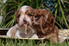 Spaniel - Cavalier King Charles