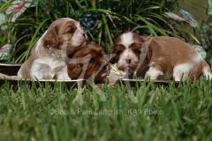 Spaniel - Cavalier King Charles