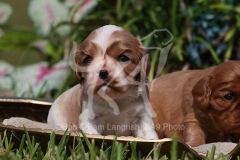 Spaniel - Cavalier King Charles
