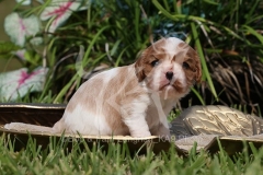 Spaniel - Cavalier King Charles
