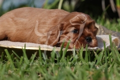 Spaniel - Cavalier King Charles