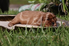 Spaniel - Cavalier King Charles