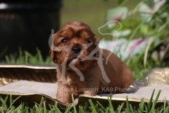 Spaniel - Cavalier King Charles