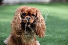 Spaniel - Cavalier King Charles