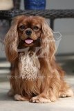 Spaniel - Cavalier King Charles