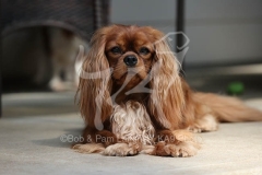 Spaniel - Cavalier King Charles