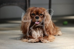 Spaniel - Cavalier King Charles