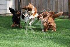 Spaniel - Cavalier King Charles