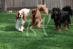 Spaniel - Cavalier King Charles
