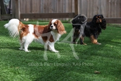 Spaniel - Cavalier King Charles
