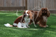 Spaniel - Cavalier King Charles