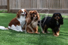 Spaniel - Cavalier King Charles