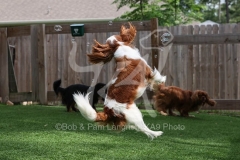 Spaniel - Cavalier King Charles