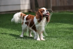 Spaniel - Cavalier King Charles