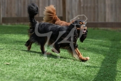 Spaniel - Cavalier King Charles