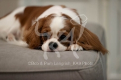 Spaniel - Cavalier King Charles