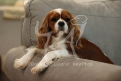 Spaniel - Cavalier King Charles