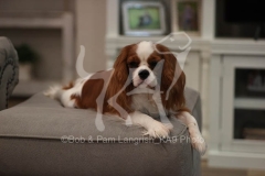 Spaniel - Cavalier King Charles