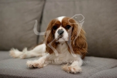Spaniel - Cavalier King Charles