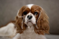 Spaniel - Cavalier King Charles