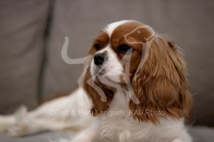 Spaniel - Cavalier King Charles