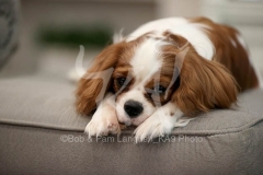 Spaniel - Cavalier King Charles