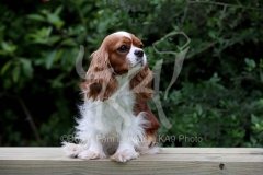 Spaniel - Cavalier King Charles